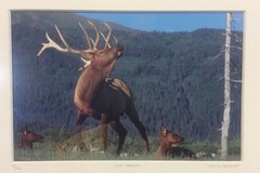 Elk Harem Framed Number 9/500 Photo Print Signed Willie Holdman FoundArtShop