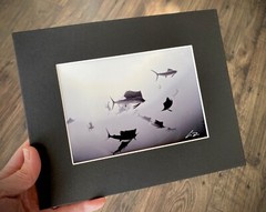 SAILFISH Baitball Signed Chris Doherty 5×7 B/W Photo | Matted & Framed 16.5×13.5