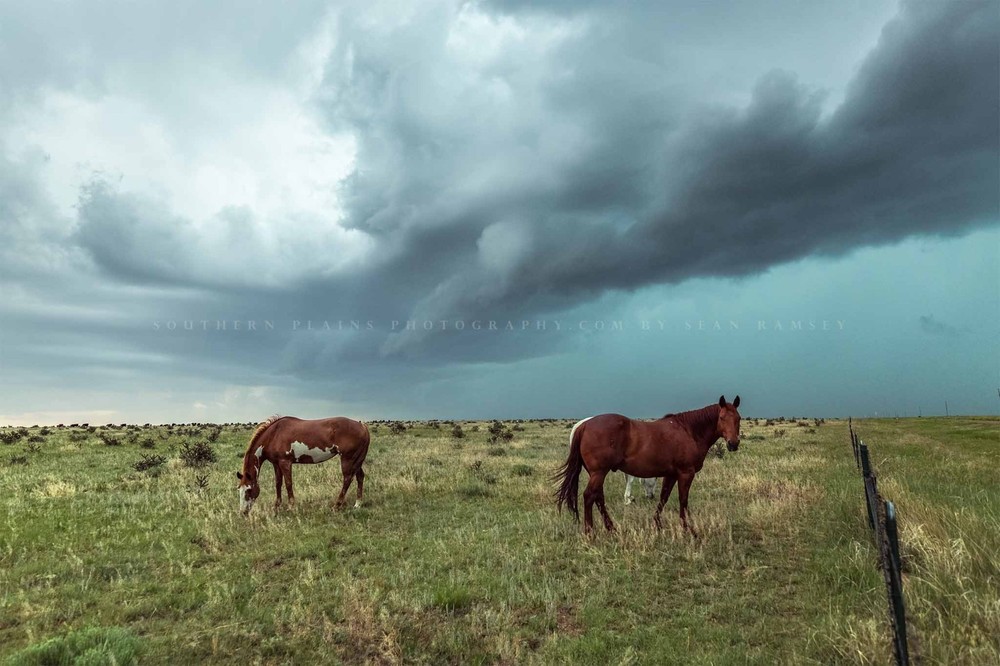 Horses and Thunderstorm on Stormy Day in Colorado Photo Print – Unframed