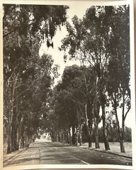 Mexico Route With Trees Journey c1955 Photograph Vintage Analog