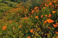Southern California Super Poppy Bloom March Landscape Photo Poster Print CA02