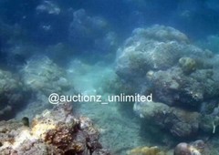 Digital Image Picture Photo Pic Andaman India underwater coral life scuba AND021