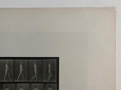 EADWEARD MUYBRIDGE authentic 1887 collotype ANIMAL LOCOMOTION PLATE 550 – lewitt