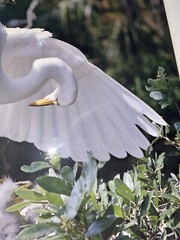 Great Egret, Florida Photography by Robert Clibbon Signed Print
