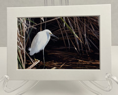 Snowy Egret Sea Bird Art Photography Matted 7×5 Inch Beach Decor Brauer