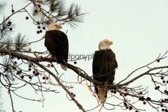 Eagle Photo 1, Pick One Image – Various Sizes