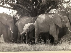 GEORGE RODGER,’ELEPHANTS, KENYA,1954′ AUTHENTIC 1990 ART PHOTO PRINT