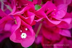 Flower photography print photo nature wall decor