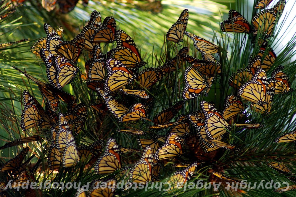 Original ACEO 2.5×3.5 inch photo art print CONGREGATING MONARCHS butterflies 