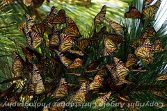 Original ACEO 2.5×3.5 inch photo art print CONGREGATING MONARCHS butterflies 
