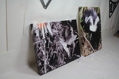 hummingbird in flight canvas 16×12 wildlife photo E. Barton Photography EPS21841