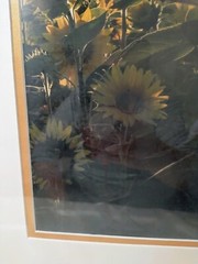 Picture Sunflowers Double Matted Teal Frame Signed Photography 19 x 22.5″ NEW