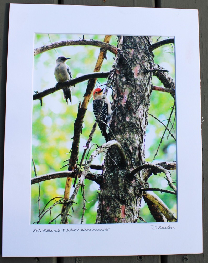 RED BELLIED & HAIRY WOODPECKERS IN PINE TREE SIGNED & MATTED COLOR PHOTOGRAPH