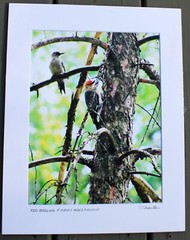 RED BELLIED & HAIRY WOODPECKERS IN PINE TREE SIGNED & MATTED COLOR PHOTOGRAPH