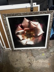 26 x 26 Framed Flower Picture print