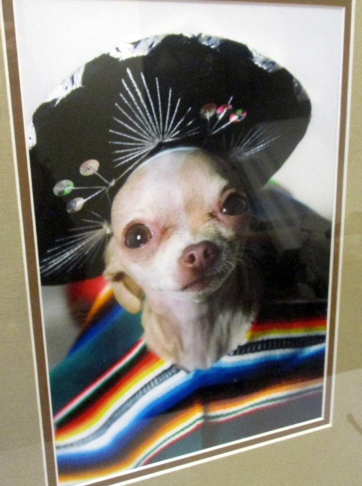 CHIHUAHUA Dog ART PHOTOGRAPH MEXICAN GARB Framed Portrait