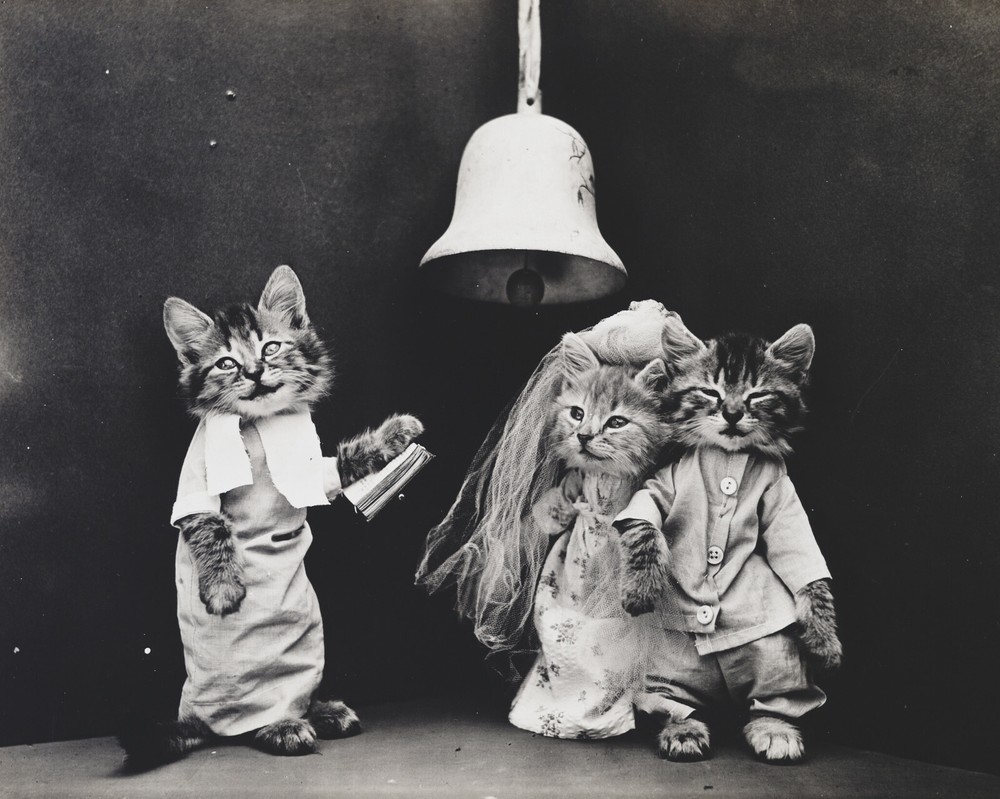 cat kitten kitty art print Harry Whittier Frees 8×10 vintage photo picture #4