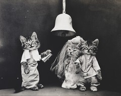 cat kitten kitty art print Harry Whittier Frees 8×10 vintage photo picture #4