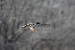 Pintails Photo 1, Pick One Image – Various Sizes