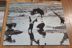 American Bald Eagle Print Pictures Lot of 4 Convocation of Eagles Preserve 8×10