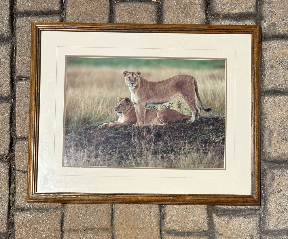 Thomas Mangelsen, Lioness Pair, Signed, Limited Edition Photograph
