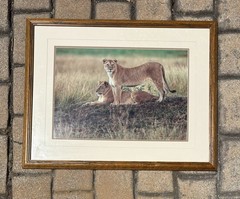 Thomas Mangelsen, Lioness Pair, Signed, Limited Edition Photograph
