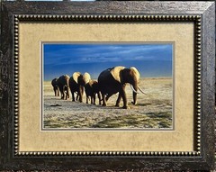 Thomas D. Mangelsen’s “The Long Journey” Limited Edition Signed Photo #293/1200