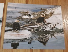 American Bald Eagle Print Pictures Lot of 4 Eagles with Magpies Bird Nature 8×10