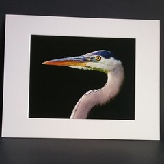 Great Blue Heron Print – Signed Proof Fine Art Wildlife Photography