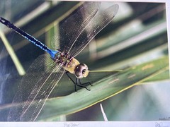 Dennis Goodman Photography Art Dragonfly Signed Blue Dasher