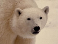 Thomas Mangelsen «Bad Boys of the Arctic» Polar Bears 714/3500 30″x45″ Signed