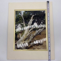 Matted Tree Landscape Photo Print 11 X 14 Wall Art Gallery Decor