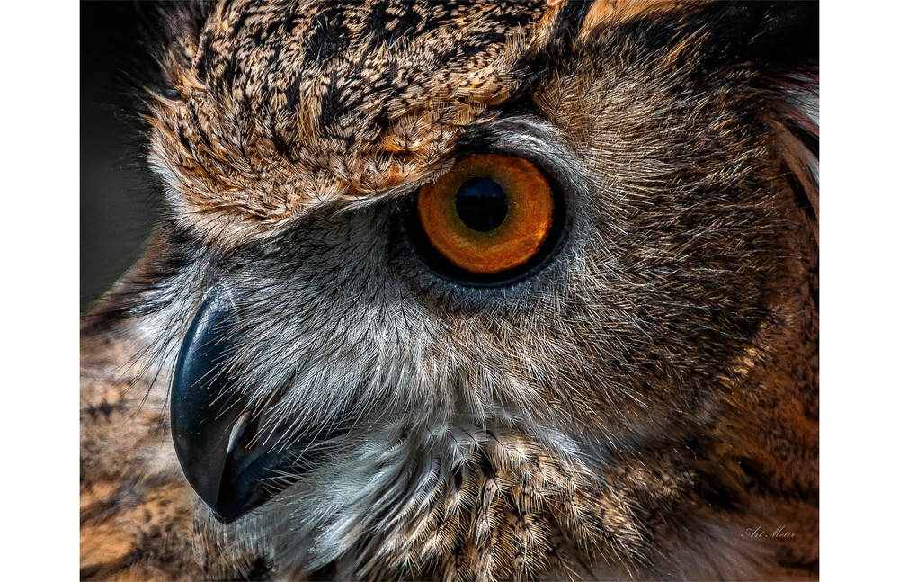 Original Photography Print -Close Up of Owl Showing Great Feather Detail 11×14