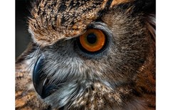 Original Photography Print -Close Up of Owl Showing Great Feather Detail 11×14