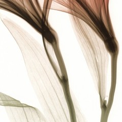 48W»x30H» ALSTROMERIA by STEVEN MEYERS – X-RAY FLORAL FLOWERS SEE THROUGH CANVAS