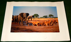 Martin Harvey Lions & Elephents at Waterhole 16×22