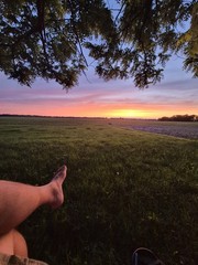 Color Landscape Photograph of Sunset Field Landscape with Tree
