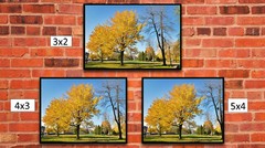 Fall Trees 2, High Resolution Image, Many Formats, TV Art