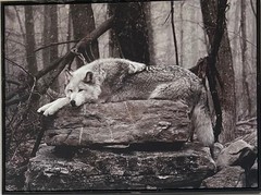 wolf print (tinted photograph)