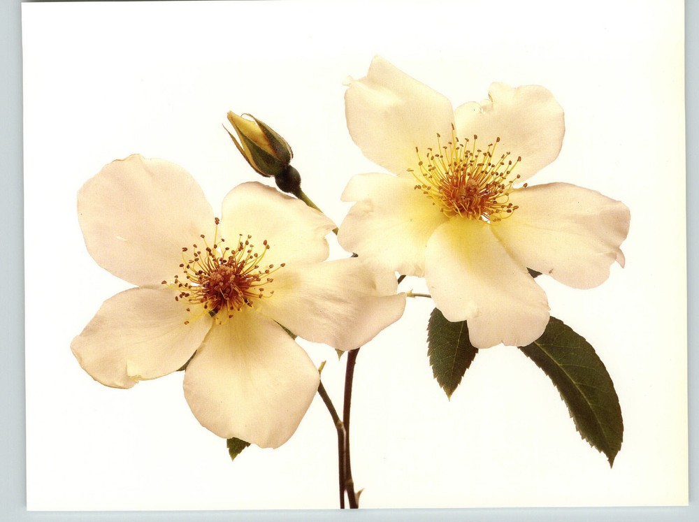 1980 Irving Penn ORIGINAL Old Fashion Single White Rose Flower Art Photo 11″ 14″