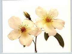 1980 Irving Penn ORIGINAL Old Fashion Single White Rose Flower Art Photo 11″ 14″
