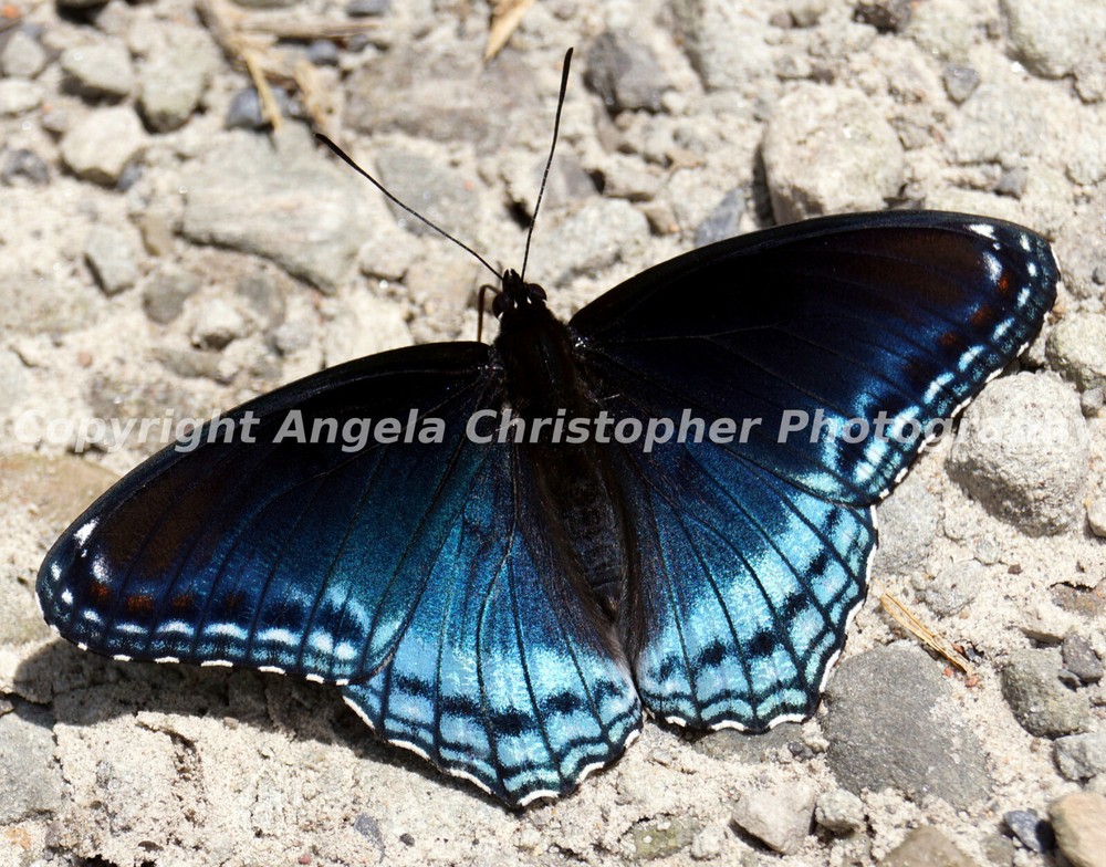 Original ACEO 2.5×3.5″ photo art print RED SPOTTED PURPLE BUTTERFLY blue black