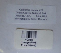 Vintage James Thomson Color Photos Grand Canyon Calif Condor & Arizona Waterfall