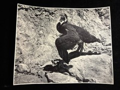 Stunning Vintage Photos And Prints By DR .R .R . La Pelle Philadelphia C. 1950.