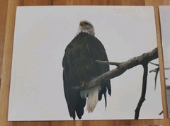 American Bald Eagle Print Pictures Lot of 4 Sitting in Branch Soaring Water 8×10