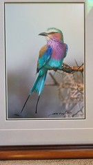 Thomas Mangelsen Jewel of the Serengeti signed numbered