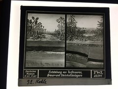 Original old glass slide/plate German Museum design peat bogs. c.1928 8.5x10cm SW –