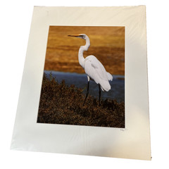 Common White Egret Matted Photo 16×20 Signed K. Fox Coyote Hills Regional Park