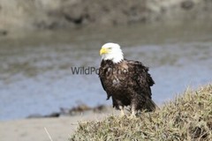 Eagle Photo, Pick One Image – Various Sizes