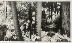 Original GEIR JORDAHL ‘Botanical Gardens Melbourne Australia’ Plants PHOTOGRAPH